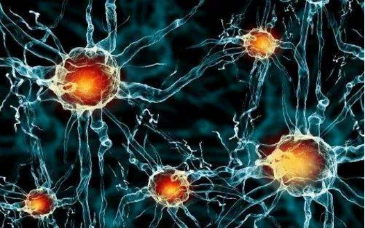干细胞疗法能修复神经元吗