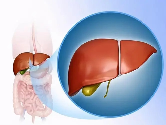 肽对肝脏的作用,肽可以护肝吗?