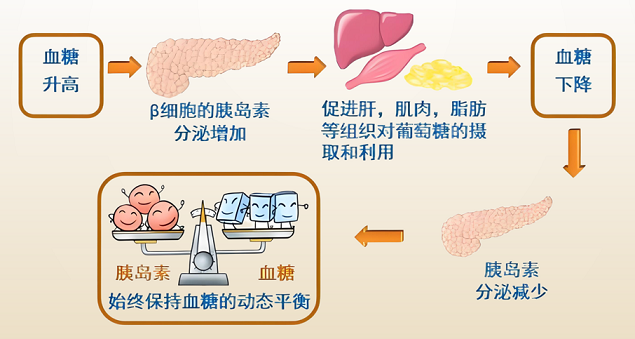 黄芪多糖对糖尿病有什么作用,黄芪多糖糖尿病人可以用吗?