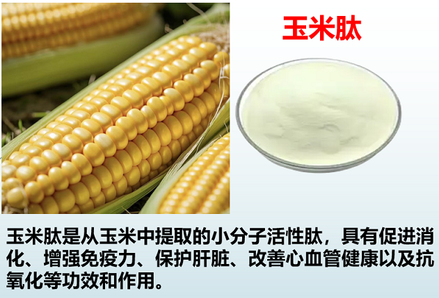 玉米肽对修得肝细胞损伤的作用机制,玉米肽促进肝细胞修复与再生效果如何？