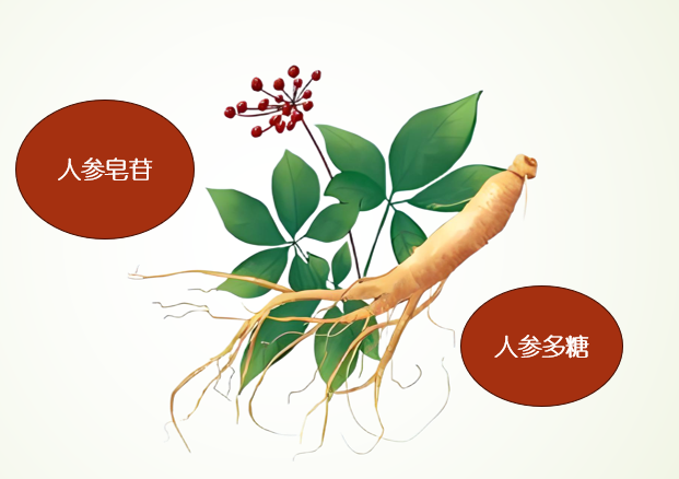 人参固体饮料哪些能买到,人参固体饮料哪些牌子的好？