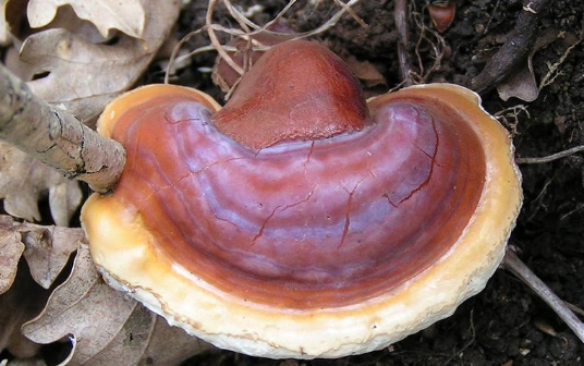 灵芝多糖压片糖果能抗癌吗？灵芝多糖压片糖果的作用