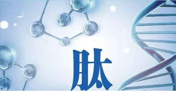 肽能修复肾吗？什么小分子肽对肾功能好？