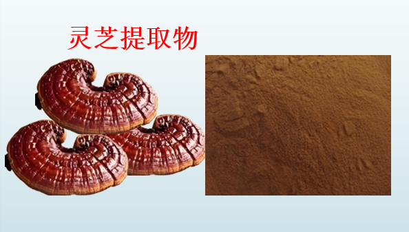 灵芝提取物对人体的作用,灵芝提取物能降血压吗?