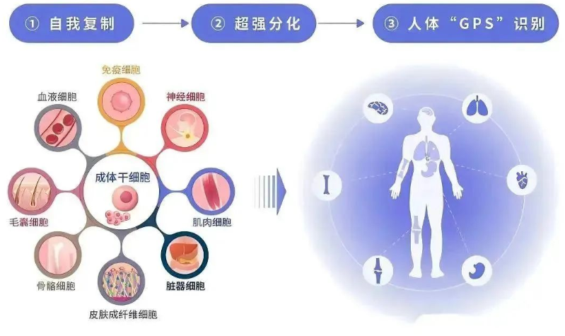 髓疗法对糖尿病怎么样？髓疗法降血糖效果怎么样