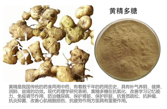 黄精多糖能对心血管系统的作用,黄精多糖预防动脉粥样硬化吗?