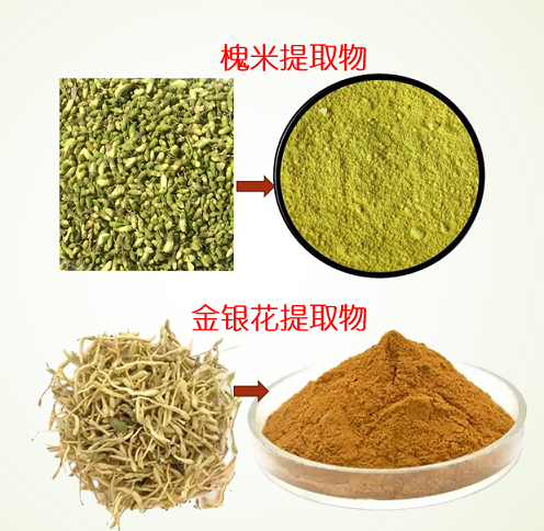 槐米金银花.png 槐米金银花.png